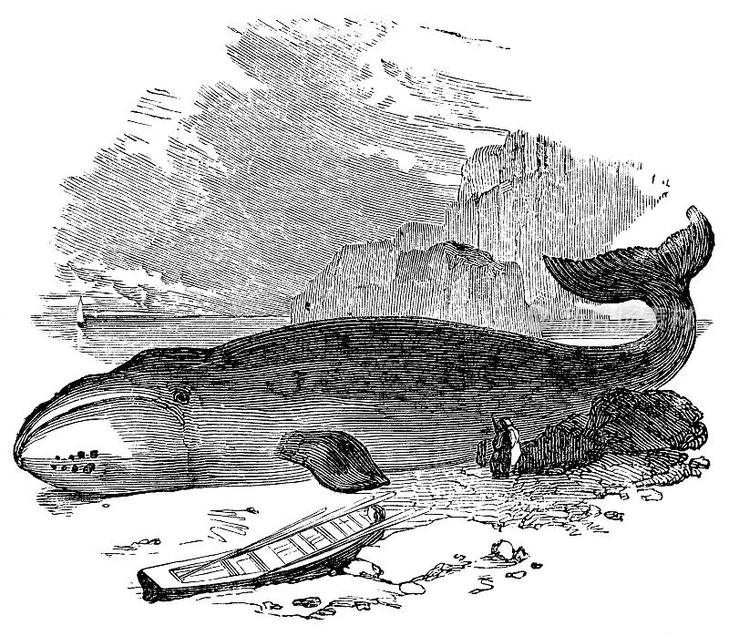 死露脊鲸在巴芬湾，格陵兰- 19世纪